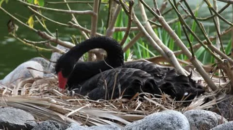 Black Swan on nest Stock Footage 8945734