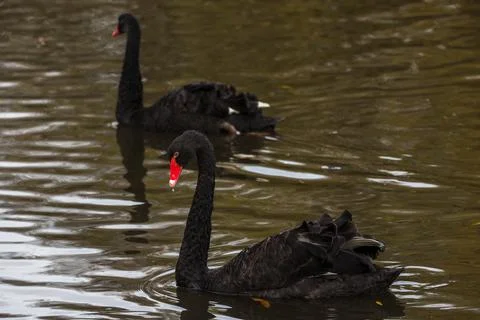 Black Swan pair Stock Photos