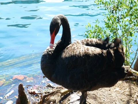 Black Swan Pan Stock Footage 72518363