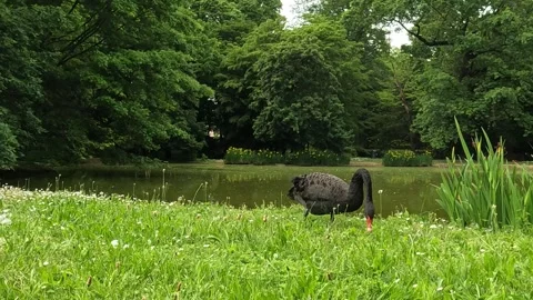Black swan in the park Stock Footage 240704952