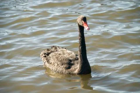 Black swan Stock Photos