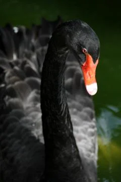 Black swan Stock Photos