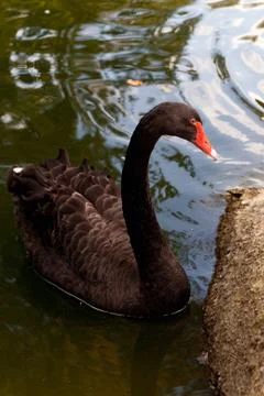 Black swan Stock Photos