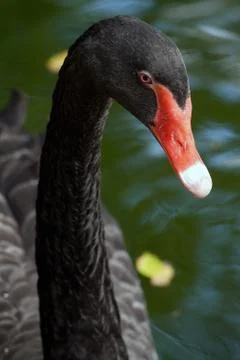 Black swan Stock Photos