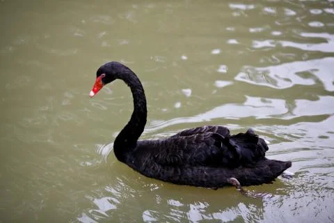 Black Swan Stock Photos