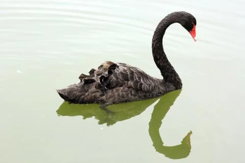 Black swan Stock-Fotos