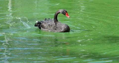 Black swan Foto stock