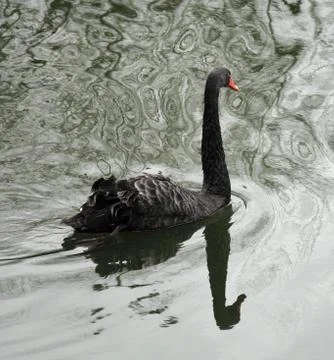 Black  swan Stock Photos