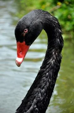 Black swan Stock Photos