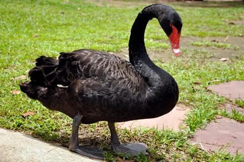 Black swan Stock Photos