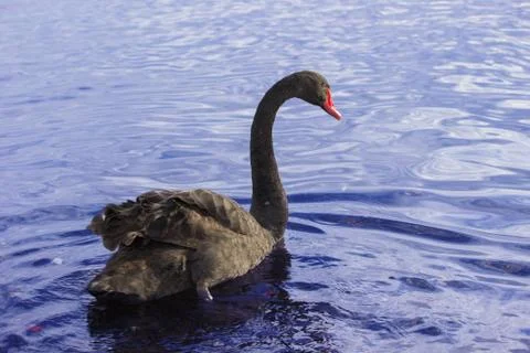 Black swan Stock Photos
