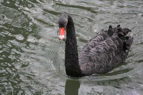 Black Swan Stock Photos