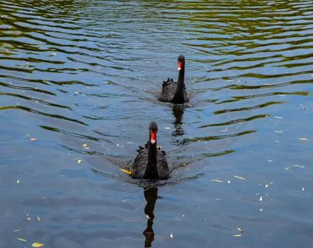 Black swan 写真素材