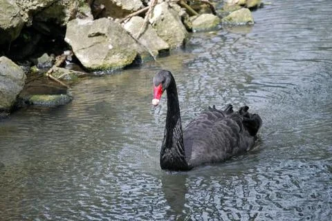 Black swan Stock Photos