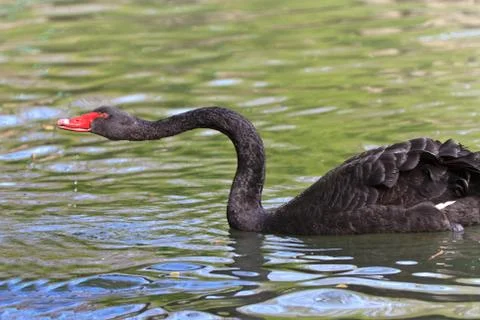 Black swan Stock Photos