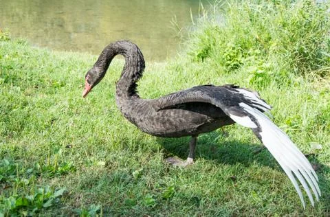 Black swan Stock Photos