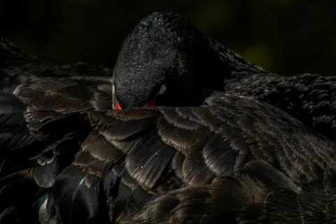 Black swan Stock Photos