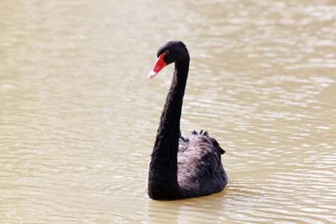 Black swan Stock Photos