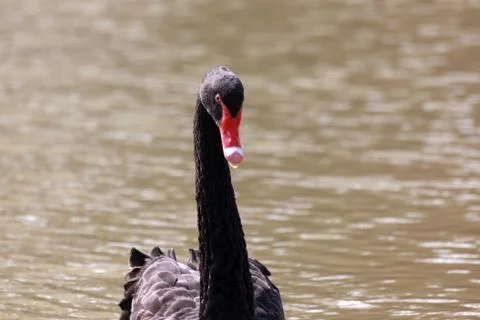 Black swan Stock Photos