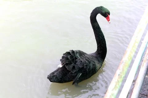 Black swan Stock Photos