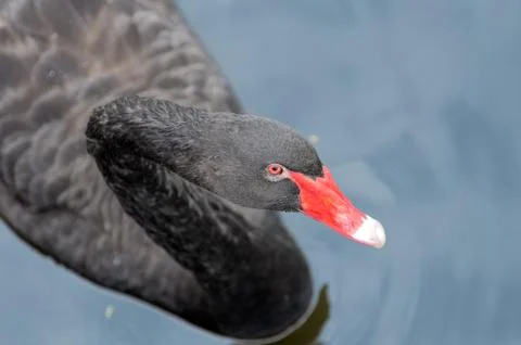 Black Swan Stock Photos