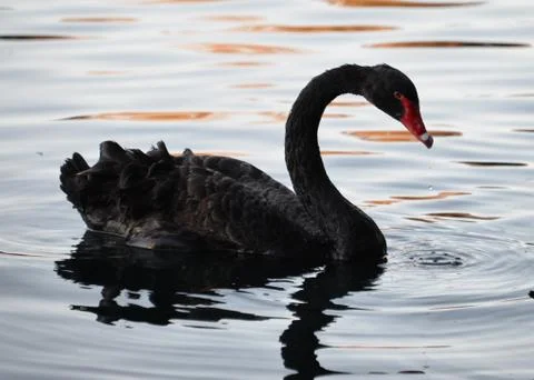 Black Swan Stock Photos