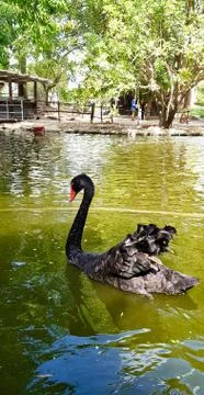 Black Swan Stock Photos