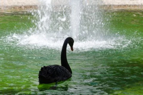 A black swan Stock Photos