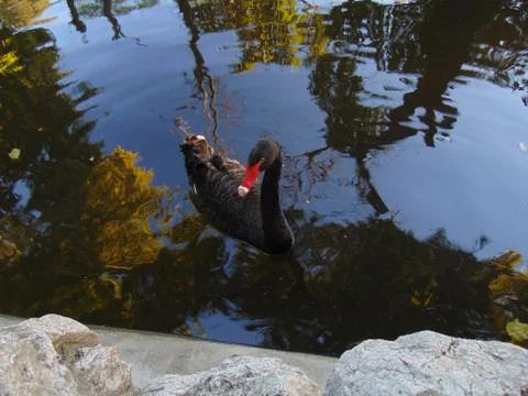 Black swan 写真素材