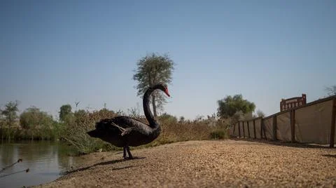 Black Swan Stock Photos