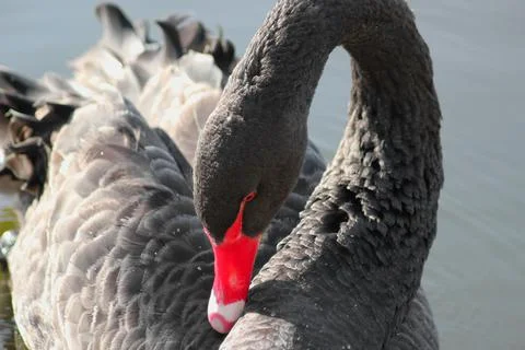 Black swan. Stock Photos