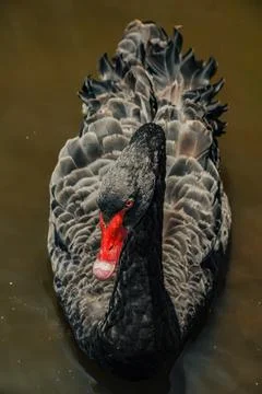 Black Swan Stock Photos