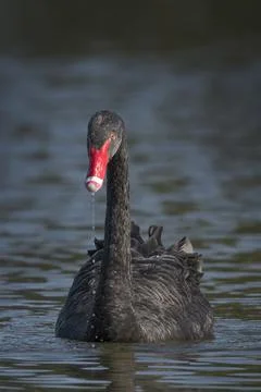Black Swan Stock Photos
