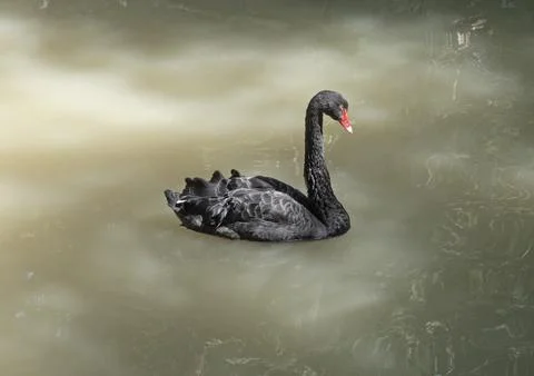 Black swan Foto stock