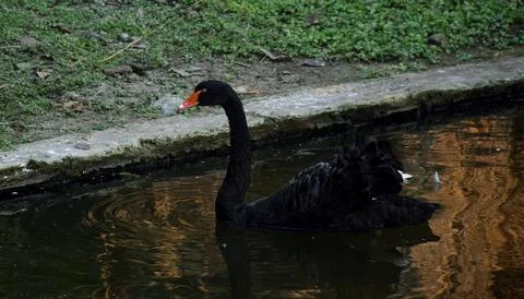 Black swan Stockfoto's
