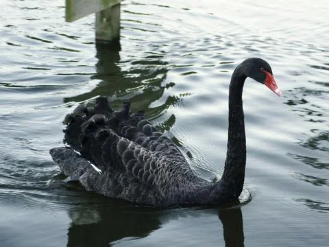 Black Swan Stock Photos