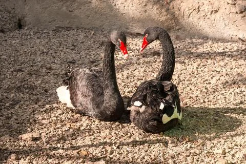 Black Swan Stock Photos