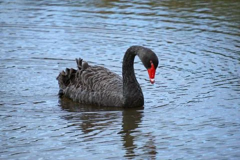 Black swan 写真素材