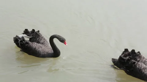 Black swan in the pond 05 Stock Footage 44421648