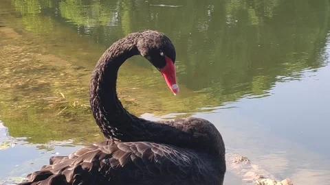 Black swan on the pond close-up Stock Footage 157212261