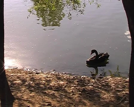 Black swan on  pond. Video stock 1065636