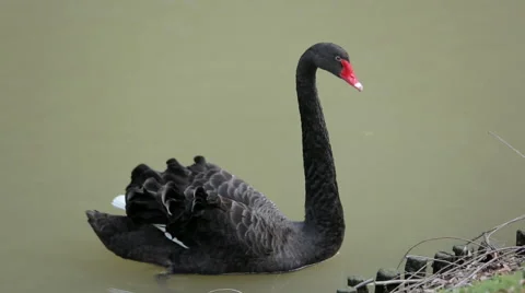 Black swan in the pond Stock Footage 44421617