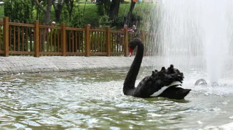 Black Swan In The Pond Stock Footage 65582035