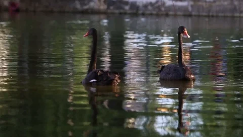 Black swan on a pond Stock Footage 88819618