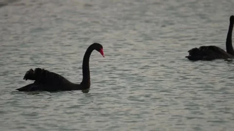 Black Swan In The Pond Stock Footage 324808965