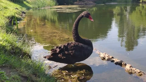 A black swan on a pond opens its beak Stock Footage 157212200