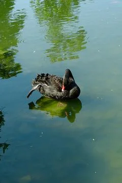 Black swan preening on calm water Stock Photos