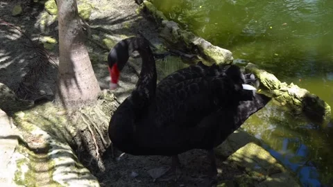Black swan preening its feathers by a sunny pond in a lush natural environment Stock Footage 328466751