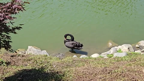 A black swan preens its feathers beside a green pond bordered by stones and Stock Footage 344886527