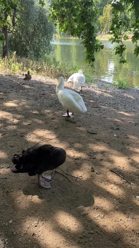 Black swan scratching and white swan walking by pond in London park Video stock 341292092